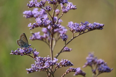 Plebejus argus