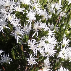 Pseudanthus pimeleoides