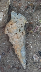 Clibanarius taeniatus