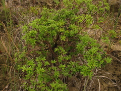 Bonellia nervosa
