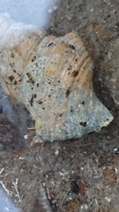 Clibanarius taeniatus