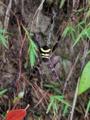 Argiope reinwardti