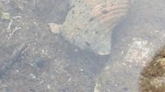 Clibanarius taeniatus