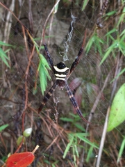 Argiope reinwardti
