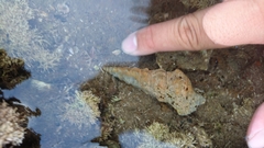 Clibanarius taeniatus