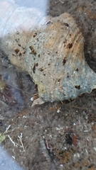 Clibanarius taeniatus