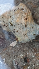 Clibanarius taeniatus