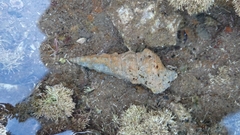 Clibanarius taeniatus