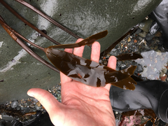 Laminaria setchellii