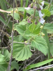 Orthosiphon suffrutescens