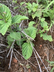 Orthosiphon suffrutescens