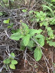 Orthosiphon suffrutescens