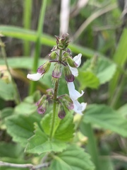 Orthosiphon suffrutescens