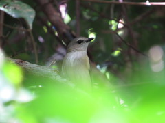 Pachycephala simplex
