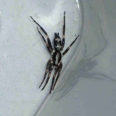 Poecilochroa