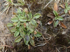 Plantago novae-zelandiae