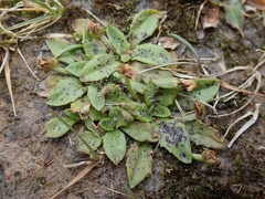Plantago novae-zelandiae