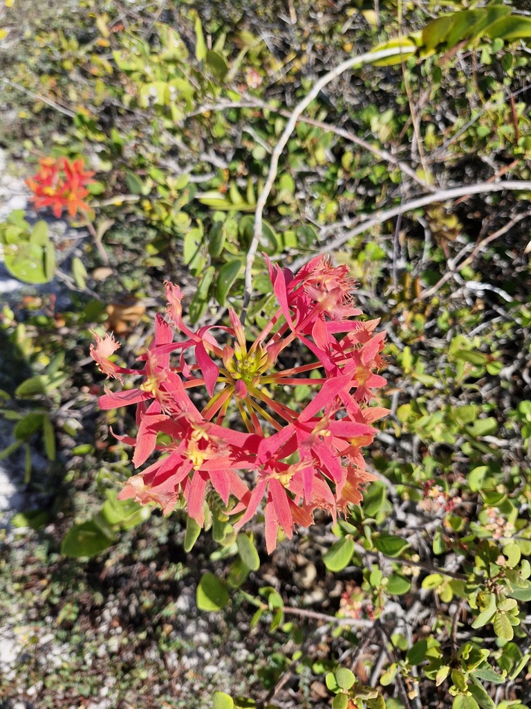Epidendrum cinnabarina Salzm. ex Lindl.
