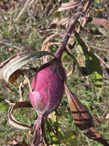 Unknown species found near Windsor, VT 05089, USA