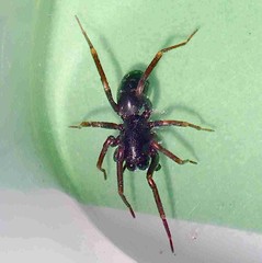 Oedignatha scrobiculata