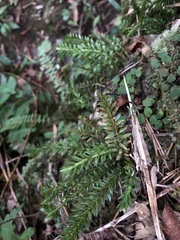 Phlegmariurus fordii