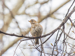 Turdus iliacus