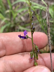 Polygala uncinata