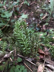 Phlegmariurus fordii