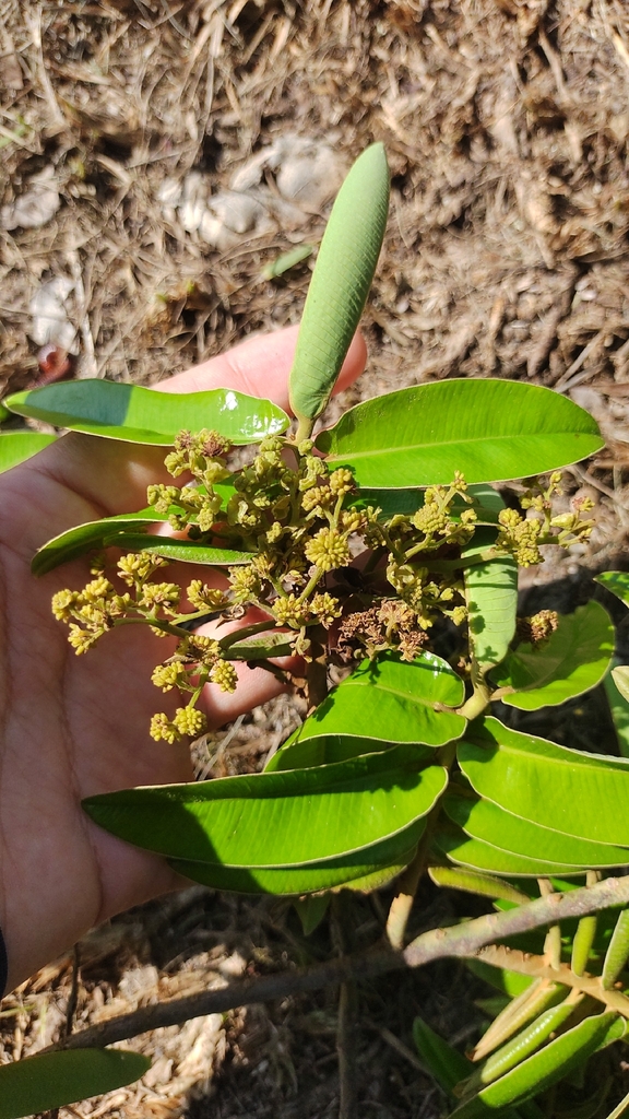 Virola caducifolia