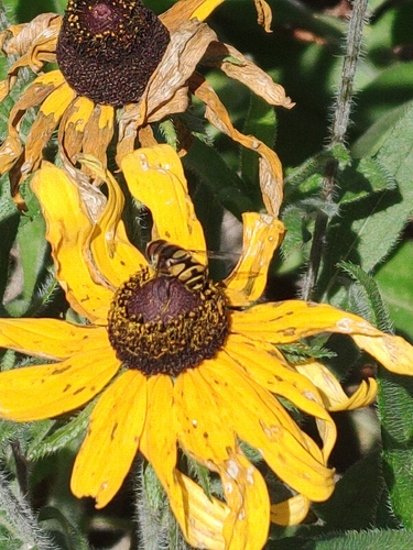 Unknown species found near Raleigh, NC 27603, USA