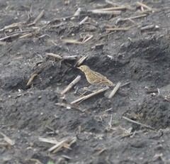 Anthus spragueii