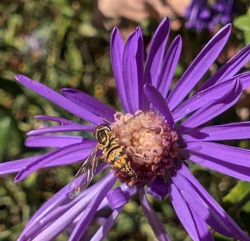 Unknown species found near Athens, GA 30602, USA