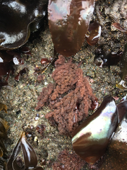 Callithamnion pikeanum