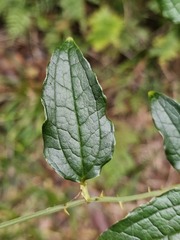 © 郭伯川, some rights reserved (CC-BY-NC)