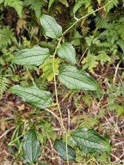 © 郭伯川, some rights reserved (CC-BY-NC)