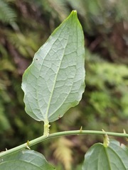 © 郭伯川, some rights reserved (CC-BY-NC)