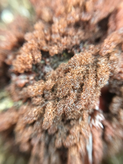 Callithamnion pikeanum