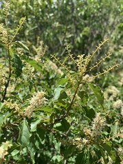 Combretum padoides