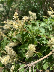 Combretum padoides
