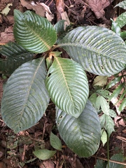 Rhynchotechum formosanum