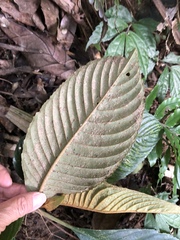 Rhynchotechum formosanum