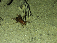 Ceuthophilus californianus