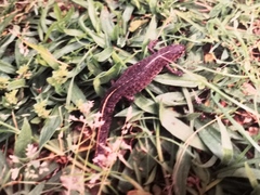 Triturus anatolicus