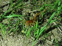 Ceuthophilus californianus