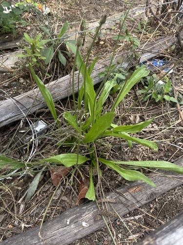 ribwort plantain