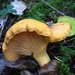 Pacific Golden Chanterelle - Photo (c) blazina, some rights reserved (CC BY-NC), uploaded by blazina