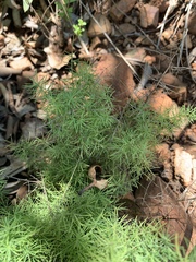 Asparagus minutiflorus