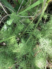 Asparagus minutiflorus