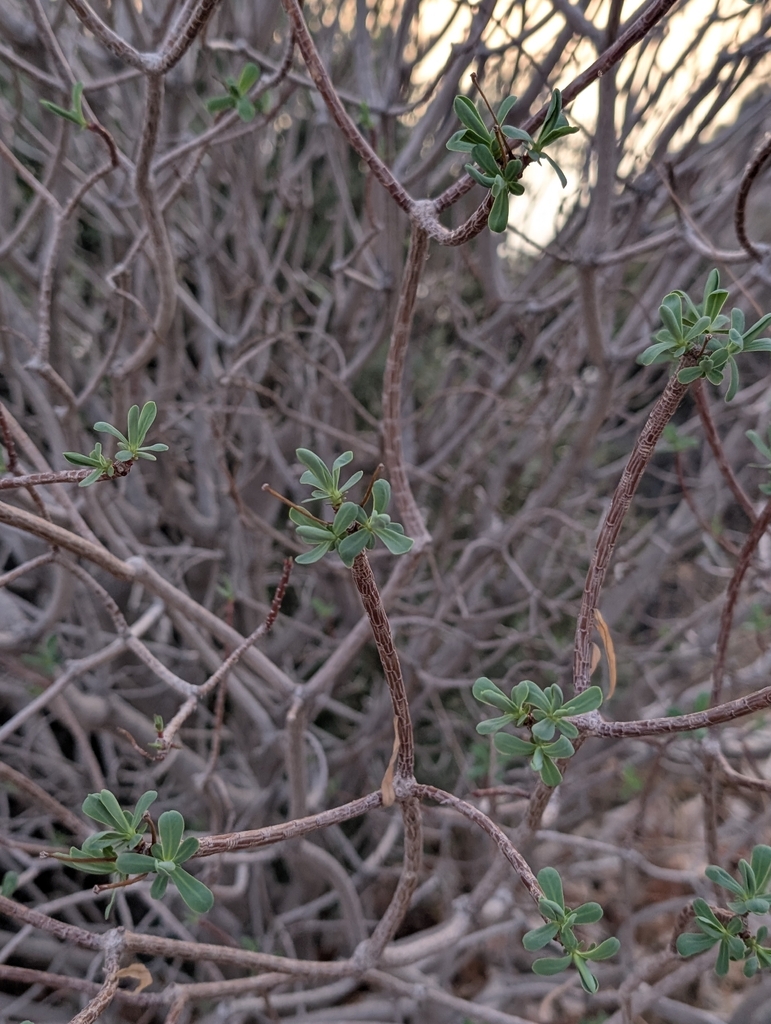 Esula dendroides (L.) Haw.