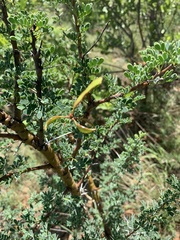 Vachellia swazica